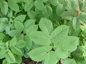 Giersch für Vorsichtige :-) - Rezept