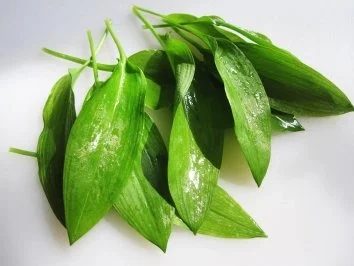 Frühlings-Pizza ... - Rezept - Bild Nr. 5