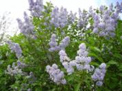 Flieder-Sirup - Rezept