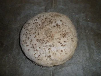 Bauernfladen mit Koriander - Rezept - Bild Nr. 9