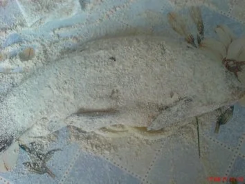 Rezept: FISCH:..... Schleie nach Müllerin Art Bild Nr. 3 FISCH:..... Schleie nach Müllerin Art - Rezept - Bild Nr. 3