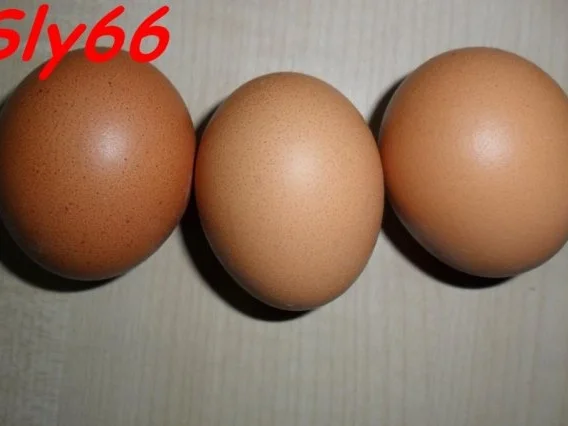 Aufläufe:Crepes-Auflauf mit Hack und Pilzen - Rezept - Bild Nr. 3