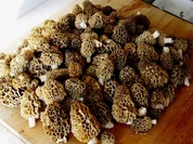 Rezept: Morchelrisotto Morchelrisotto - Rezept