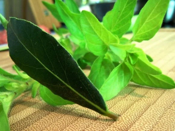 Hackbällchen in Fenchel-Tomaten-Sauce - Rezept - Bild Nr. 6