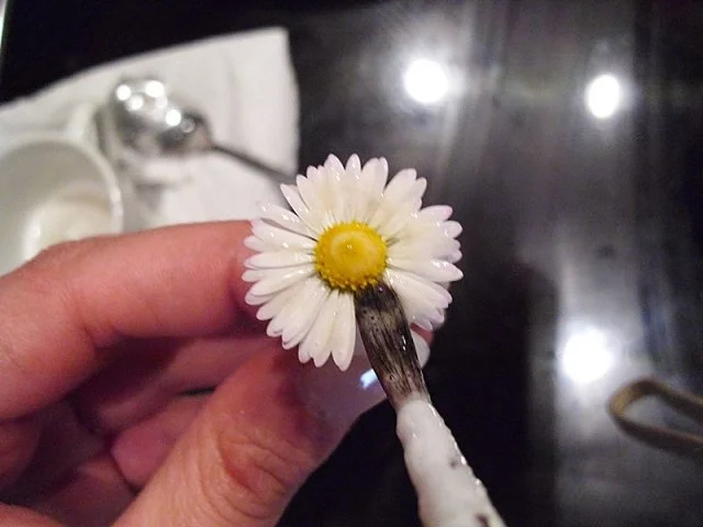 Praktisches: Kandierte Gänseblümchen - Rezept - Bild Nr. 3