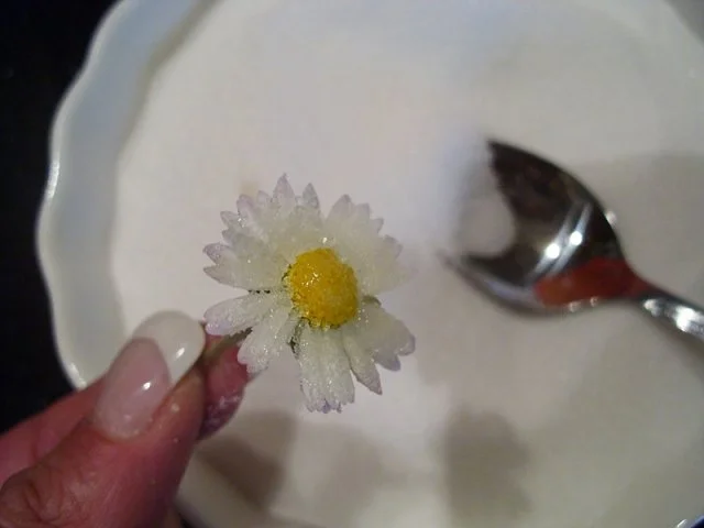 Praktisches: Kandierte Gänseblümchen - Rezept - Bild Nr. 4