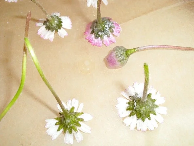 Praktisches: Kandierte Gänseblümchen - Rezept - Bild Nr. 5