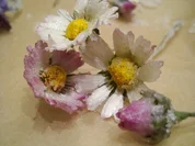 Praktisches: Kandierte Gänseblümchen - Rezept