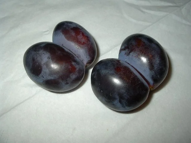 Rezept: Omas Pflaumenkuchen vom Blech (Quark-Öl-Teig) Bild Nr. 4 Omas Pflaumenkuchen vom Blech (Quark-Öl-Teig) - Rezept - Bild Nr. 4