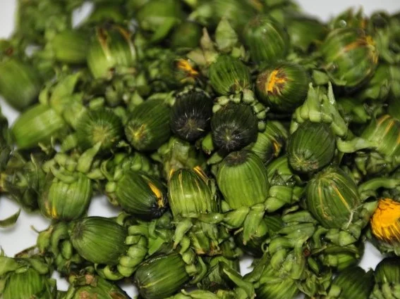 Rezept: Löwenzahn Oliven Bild Nr. 2 Löwenzahn Oliven - Rezept - Bild Nr. 2