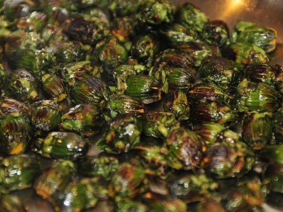 Rezept: Löwenzahn Oliven Bild Nr. 3 Löwenzahn Oliven - Rezept - Bild Nr. 3