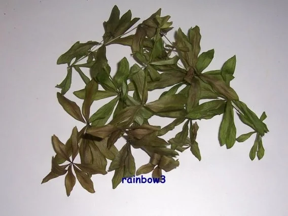 Rezept: Getränk: Extrakt für Waldmeister-Bowle ... ala Oma Bild Nr. 2 Getränk: Extrakt für Waldmeister-Bowle ... ala Oma - Rezept - Bild Nr. 2