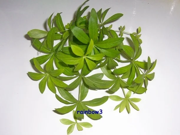 Rezept: Getränk: Extrakt für Waldmeister-Bowle ... ala Oma Getränk: Extrakt für Waldmeister-Bowle ... ala Oma - Rezept