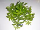 Getränk: Extrakt für Waldmeister-Bowle ... ala Oma - Rezept