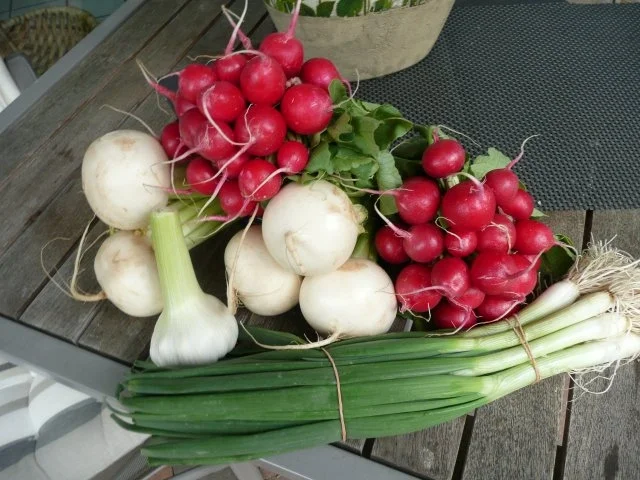 Rezept: SALAT/MAIRÜBEN-RADIESCHEN Bild Nr. 3 SALAT/MAIRÜBEN-RADIESCHEN - Rezept - Bild Nr. 3