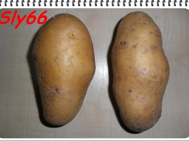 Aufläufe:Feuerbohnentopf-Kartoffelauflauf - Rezept - Bild Nr. 2