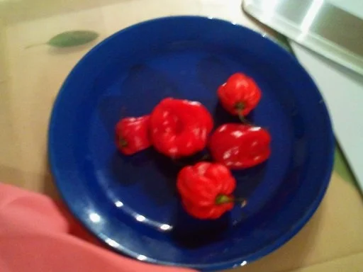 Rezept: Olio Diavolo schärfer als Tabasco Bild Nr. 2 Olio Diavolo schärfer als Tabasco - Rezept - Bild Nr. 2