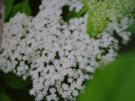 Holunderblütensirup mit Zweitverwendung - Rezept