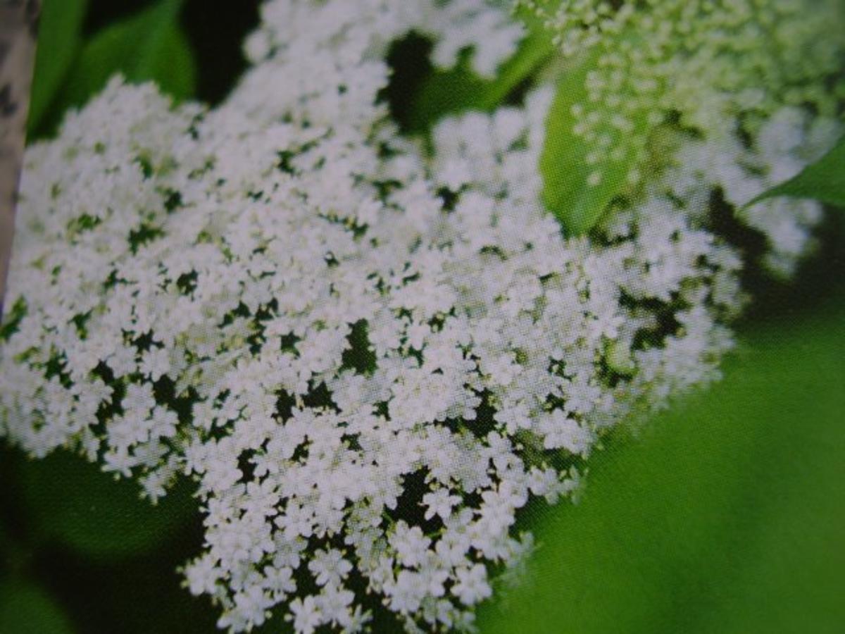 Holunderblütensirup mit Zweitverwendung - Rezept Eingereicht von
aromawelten