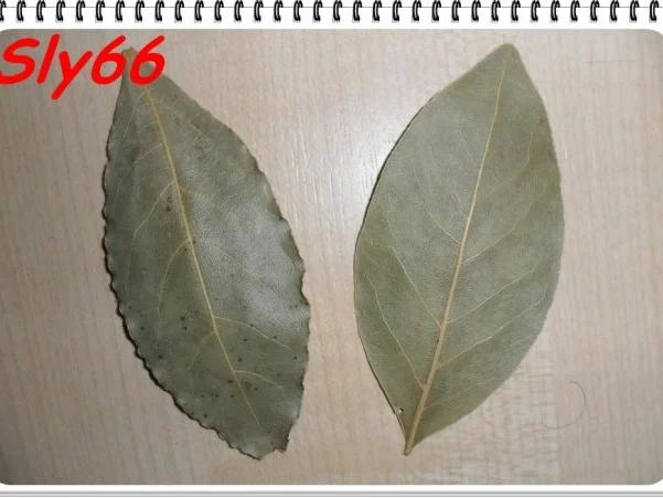 Soßen:Bolognesesoße mit Pep - Rezept - Bild Nr. 16