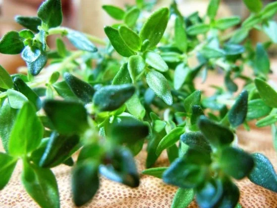 Lammbouletten mit Walnuss-Pfeffer-Sauce und Süßkartoffel-Püree - Rezept - Bild Nr. 4