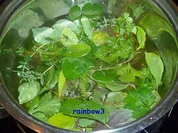 Rezept: Gewürz: Kräuter-Essig Gewürz: Kräuter-Essig - Rezept