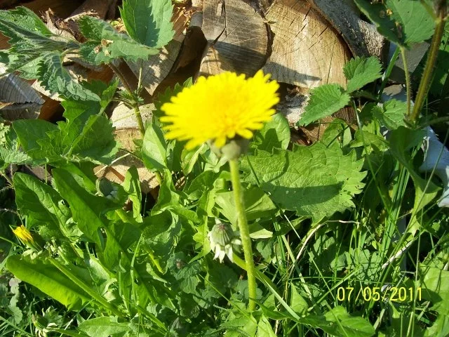 Gewürz: Ich hab den Frühling eingefangen :-) - Rezept