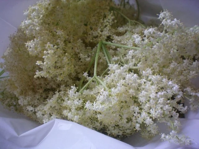 Meine Erdbeer-Holunderblüten-Marmelade - Rezept - Bild Nr. 3