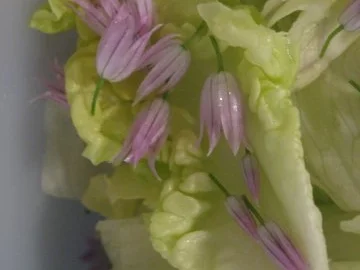 Rezept: Grüner Blattsalat mit Schnittlauchblüten und Mais Bild Nr. 2 Grüner Blattsalat mit Schnittlauchblüten und Mais - Rezept - Bild Nr. 2