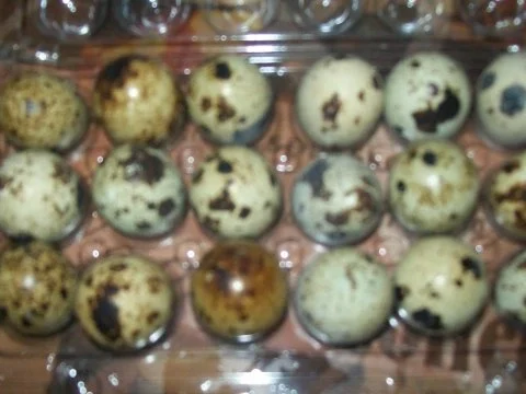 INFO über Wachteleier warum so gut !!! Plus ein Rezept dazu - Rezept - Bild Nr. 2