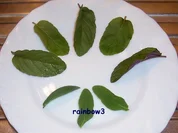 Likör: Magenbitter ~ Kräuterlikör - Rezept