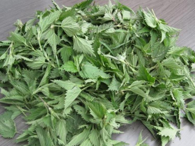 Pesto Grundrezept, Beispiel Brennnesselpesto - einfach - von Test00