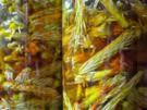 Kiefernspitzen in Honig - Rezept