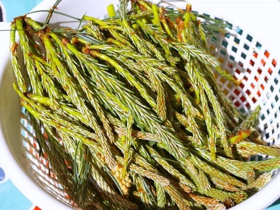 Kiefernspitzen in Honig - Rezept - Bild Nr. 5