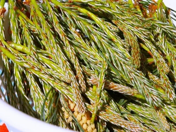 Kiefernspitzen in Honig - Rezept - Bild Nr. 6