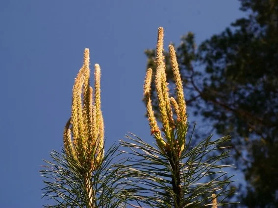 Kiefernspitzen in Honig - Rezept - Bild Nr. 4