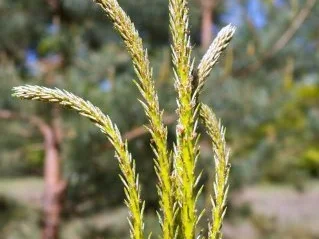 Kiefernspitzen in Honig - Rezept - Bild Nr. 3