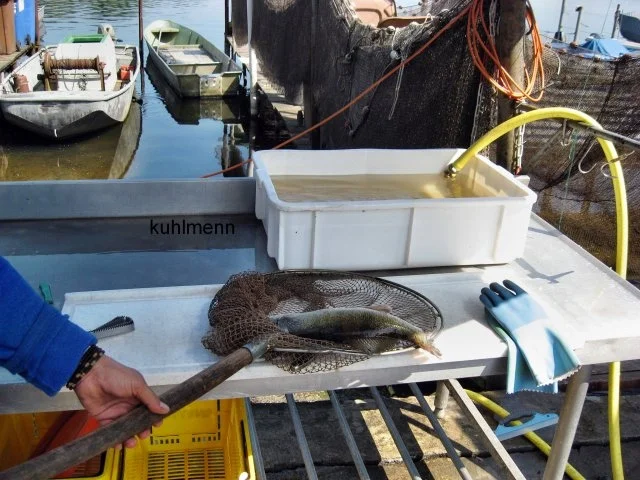 Rezept: Klare Fischsuppe vom Havel-Zander Bild Nr. 3 Klare Fischsuppe vom Havel-Zander - Rezept - Bild Nr. 3