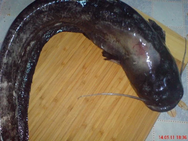 Rezept: FISCH:..... ~~ Welsfilets ~~ FISCH:..... ~~ Welsfilets ~~ - Rezept