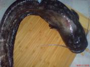 FISCH:..... ~~ Welsfilets ~~ - Rezept