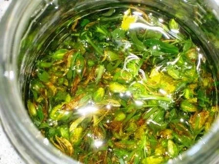 Johanniskrautöl- Rotöl - Rezept - Bild Nr. 4