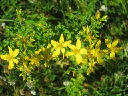 Johanniskrautöl- Rotöl - Rezept - Bild Nr. 7