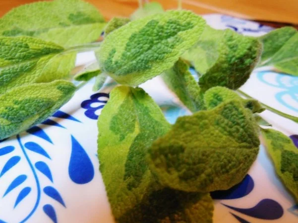 Ravioli mit Gorgonzola-Walnuss-Füllung und Salbeibutter - Rezept - Bild Nr. 9