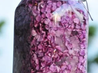 Rezept: Fliederlikör Bild Nr. 4 Fliederlikör - Rezept - Bild Nr. 4