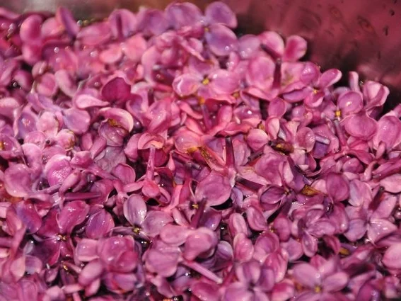 Rezept: Fliederlikör Bild Nr. 3 Fliederlikör - Rezept - Bild Nr. 3