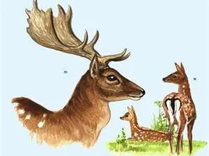 Kleine Wildkunde zu den Teilstücken des Damhirsches! - Rezept