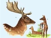 Kleine Wildkunde zu den Teilstücken des Damhirsches! - Rezept