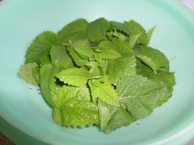 Zitronenmelissen-Eis - ohne Eismaschine - Rezept - Bild Nr. 2