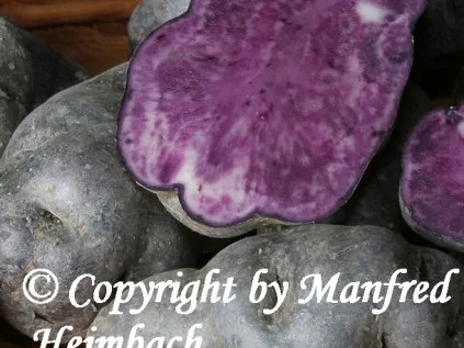 Kartoffel – Salat von der Vitelotte – Blauer Kartoffelsalat - Rezept