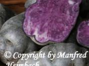 Kartoffel – Salat von der Vitelotte – Blauer Kartoffelsalat - Rezept
